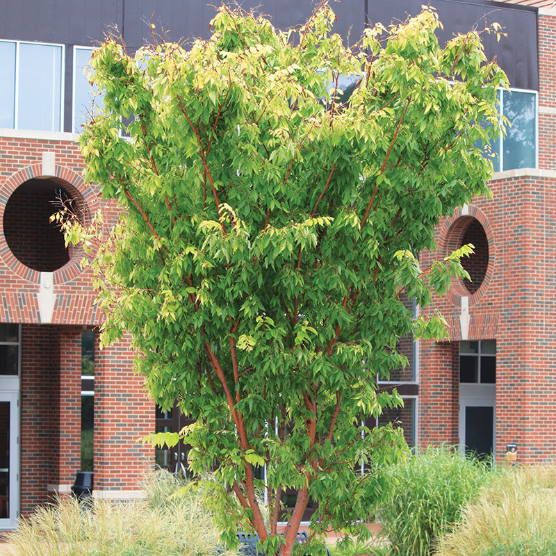 4 hard-to-kill plants perfect for Oklahoma